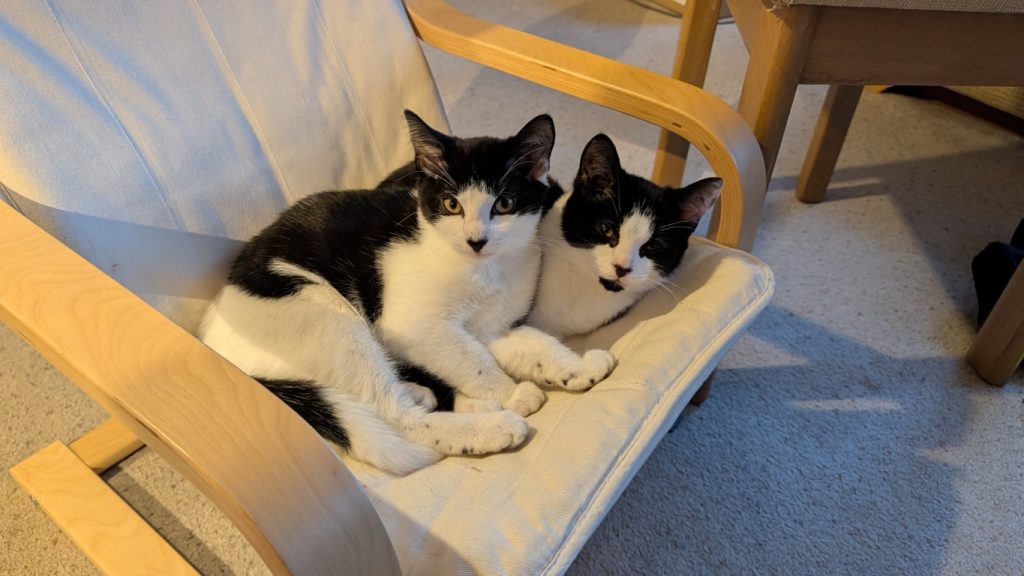 Kittens aren't always as cute as they seem.