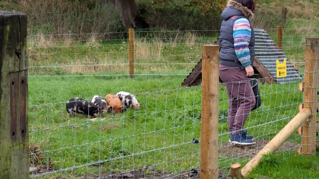 The piggies definitely know when it's feeding time.