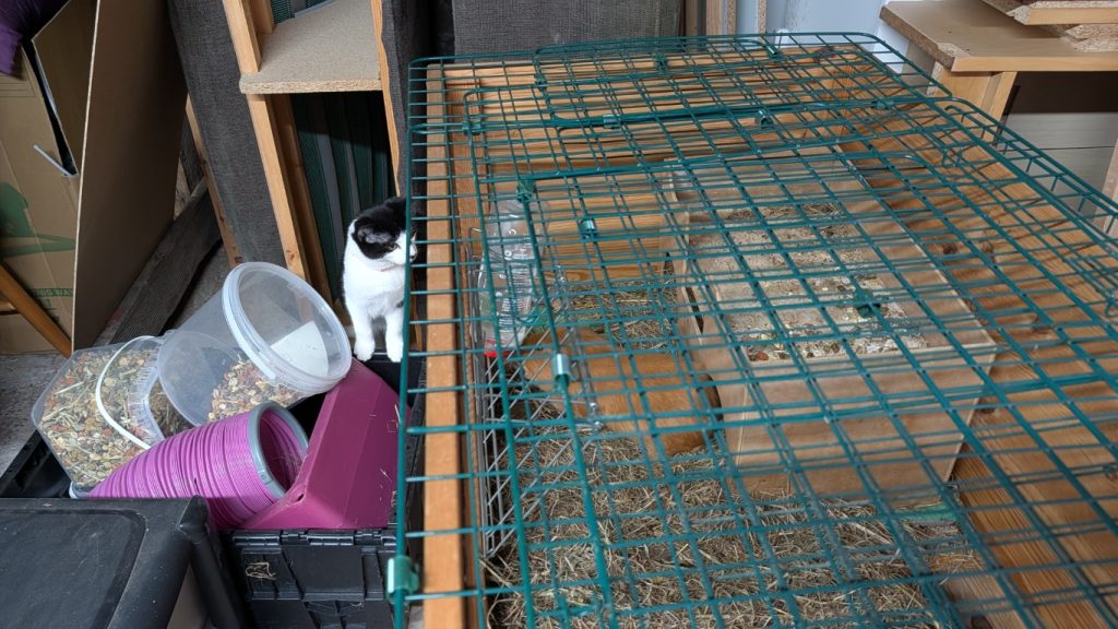 The kittens have made friends with the other pig.