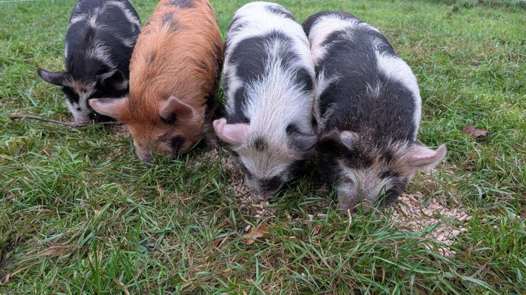 Piggies are always happy when they're eating.