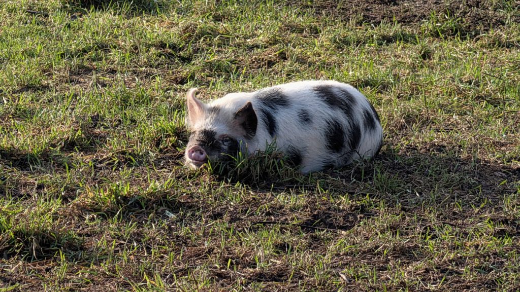 Bacon sizzling in the midday sun.