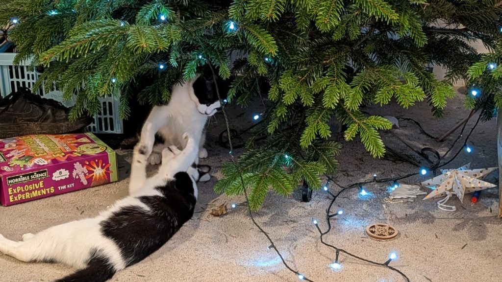 The cats have slowly unwrapped the Christmas tree.