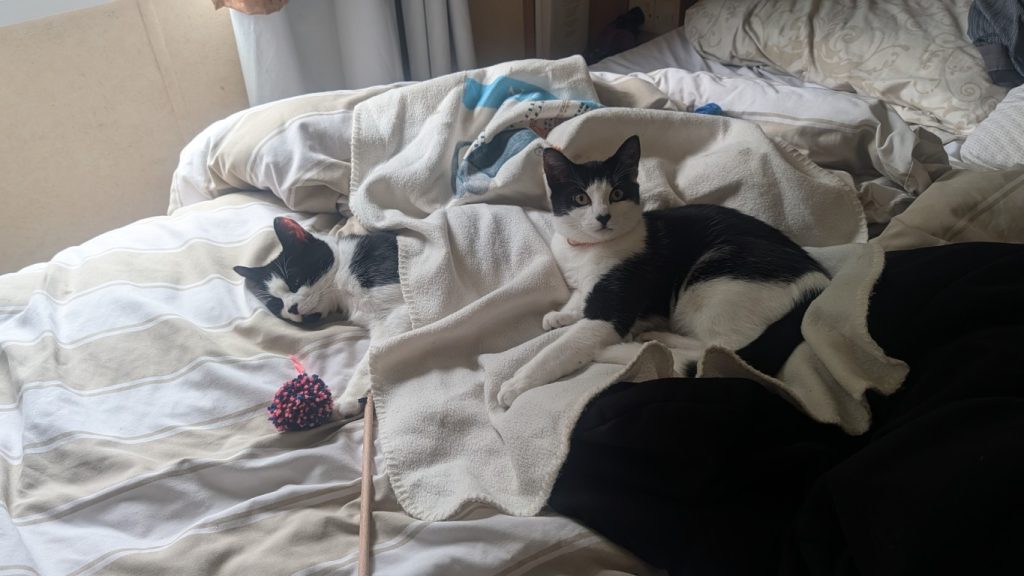 Who's been sleeping in MY bed!!