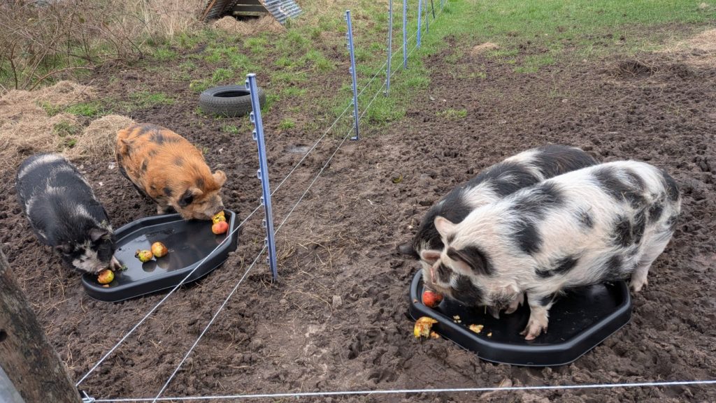 The last of the windage is enjoyed by the roast pork.