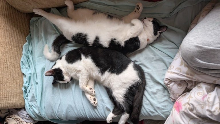 Sleep by day, hunt by night. There is nothing cute here.