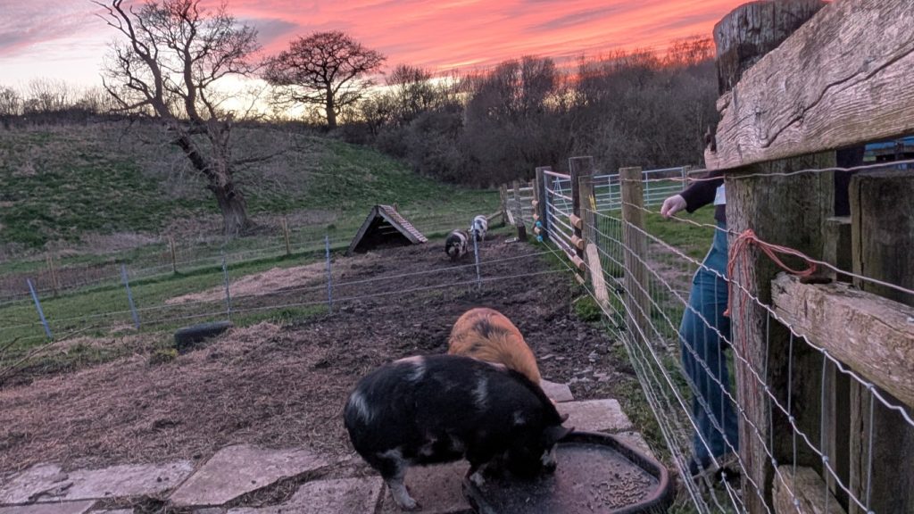 The feed tray helps the pigs from losing their food in the mud.