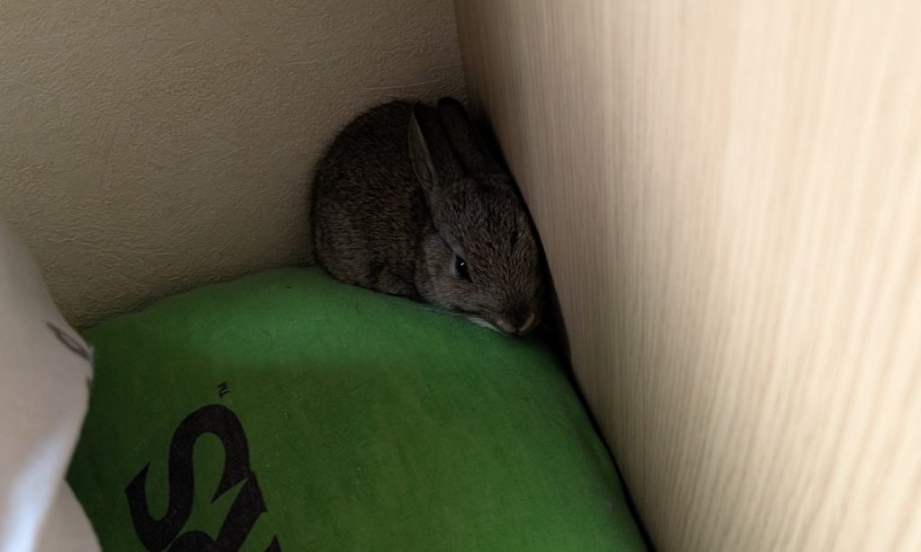The rabbit escapes the predators and has a little nap in a bed.