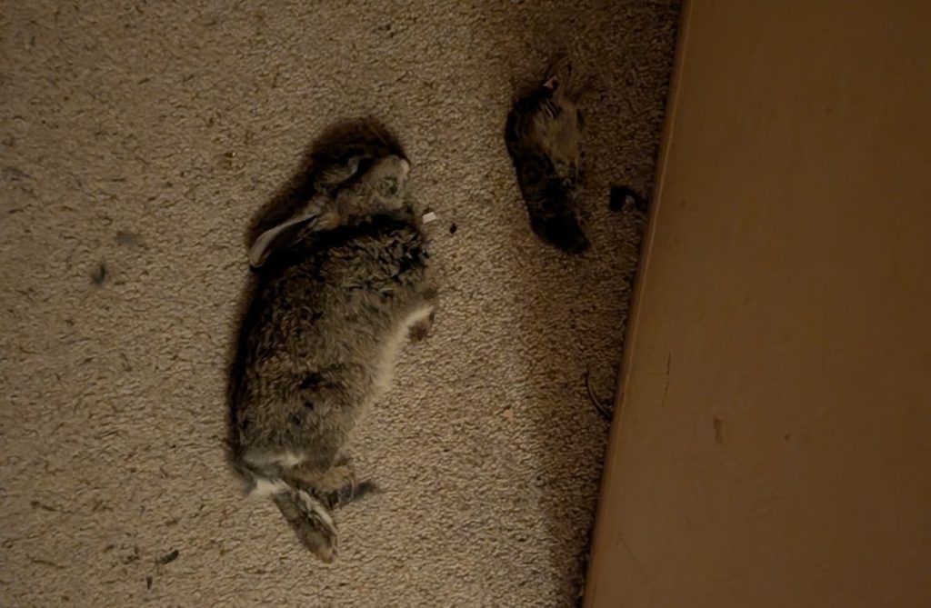 Mopsy did not make it out of Mr McGregor's garden successfully.